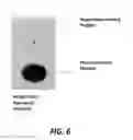 Fig. 07 - REGULATION OF AUTOPHAGY PATHWAY PHOSPHORYLATION AND USES THEREOF