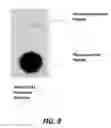 Fig. 09 - REGULATION OF AUTOPHAGY PATHWAY PHOSPHORYLATION AND USES THEREOF