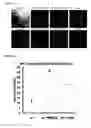 Fig. 08 - Potent Small Molecule Inhibitors of Autophagy, and Methods of Use Thereof