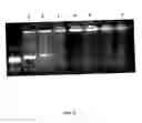 Fig. 06 - Hyperbranched polymers and their applications