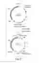Fig. 03 - EXPRESSION OF SECRETED HUMAN ALPHA-FETOPROTEIN IN TRANSGENIC ANIMALS