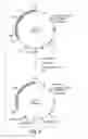Fig. 04 - EXPRESSION OF SECRETED HUMAN ALPHA-FETOPROTEIN IN TRANSGENIC ANIMALS