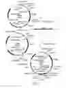 Fig. 06 - Monoclonal antibodies with enhanced ADCC function
