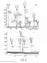 Fig. 09 - Monoclonal antibodies with enhanced ADCC function