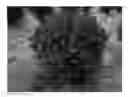 Fig. 01 - Crapemyrtle plant named 'WHIT IX'