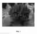 Fig. 02 - Crapemyrtle plant named 'WHIT IX'