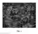 Fig. 03 - Crapemyrtle plant named 'WHIT IX'