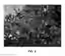 Fig. 06 - Crapemyrtle plant named 'WHIT IX'