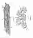 Fig. 02 - Lightweight clumping animal litter and method thereof
