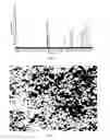 Fig. 03 - Method for preparing poly (ether ketone ketones)