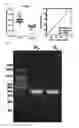 Fig. 06 - Diagnostic marker for hepatocellular carcinoma comprising anti-FASN autoantibodies and a diagnostic composition for hepatocellular carcinoma comprising antigens thereof