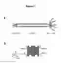 Fig. 02 - Multifunctional biomaterials as scaffolds for electronic, optical, magnetic, semiconducting, and biotechnological applications