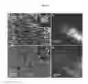 Fig. 09 - Multifunctional biomaterials as scaffolds for electronic, optical, magnetic, semiconducting, and biotechnological applications