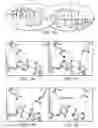 Fig. 02 - Rationally-designed meganucleases with altered sequence specificity and heterodimer formation