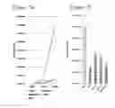 Fig. 09 - Adenovirus library and methods