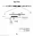 Fig. 02 - Detection of chromosomal abnormalities associated with prognosis of non small cell lung cancer