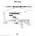 Fig. 07 - Detection of chromosomal abnormalities associated with prognosis of non small cell lung cancer
