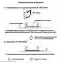 Fig. 01 - TSG primer target detection