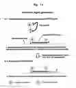 Fig. 02 - TSG primer target detection