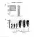Fig. 03 - Uses of hypoxia-inducible factor inhibitors