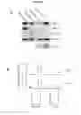 Fig. 08 - Uses of hypoxia-inducible factor inhibitors