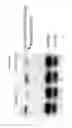 Fig. 22 - Uses of hypoxia-inducible factor inhibitors
