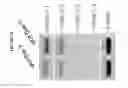 Fig. 23 - Uses of hypoxia-inducible factor inhibitors