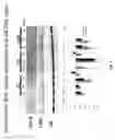 Fig. 08 - Oxazole and thiazole compounds as beta-catenin modulators and uses thereof