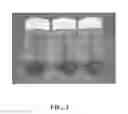 Fig. 02 - POLYMERIC MATERIALS INCLUDING A GLYCOSAMINOGLYCAN NETWORKED WITH A POLYOLEFIN-CONTAINING POLYMER