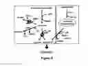 Fig. 44 - Methods, Systems and Compositions for Increased Microorganism Tolerance to and Production of 3-Hydroxypropionic Acid (3-HP)