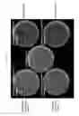Fig. 09 - METHODS OF DEVELOPING TERPENE SYNTHASE VARIANTS