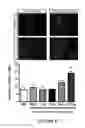Fig. 09 - DOSING REGIMENS FOR NEURAL STEM CELL PROLIFERATING AGENTS AND DIFFERENTIATING AGENTS FOR THE TREATMENT OF NEUROLOGICAL DISORDERS