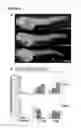 Fig. 02 - Method and composition for modulating erythropoiesis