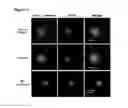 Fig. 07 - Method and composition for modulating erythropoiesis