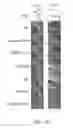 Fig. 32 - ANALYZING THE EXPRESSION OF BIOMARKERS IN CELLS WITH CLUSTERS