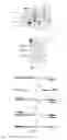 Fig. 02 - Genetic construct expressing insecticidal toxin and the method of using thereof