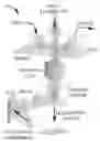 Fig. 01 - Sorting colloidal particles into multiple channels with optical forces: prismatic optical fractionation