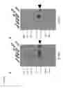 Fig. 09 - USE OF NEWCASTLE DISEASE VIRUS-BASED VECTOR FOR INDUCING AN IMMUNE RESPONSE IN MAMMALS