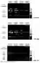 Fig. 46 - CAST FILMS, MICROPOROUS MEMBRANES, AND METHOD OF PREPARATION THEREOF