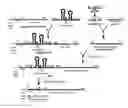 Fig. 01 - Isolation and use of ryanodine receptors