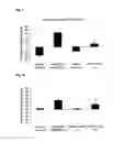Fig. 09 - Polynucleotides encoding antibodies against sclerostin and uses therefor