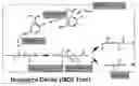 Fig. 01 - Method for Specific Cleavage of N-CA Bond in Peptide Main Chain