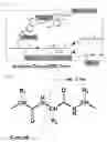 Fig. 02 - Method for Specific Cleavage of N-CA Bond in Peptide Main Chain
