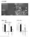 Fig. 45 - COMPOSITIONS AND METHODS FOR THE TREATMENT OR PREVENTION OF MITOCHONDRIAL DISEASES