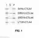 Fig. 02 - DEHYDRIN-BASED ENTROPIC BRISTLE DOMAIN SEQUENCES AND THEIR USE IN RECOMBINANT PROTEIN PRODUCTION