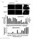 Fig. 09 - Methods and compositions for regulating production of proanthocyanidins