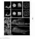 Fig. 02 - ALTERED SENESCENCE FOR IMPROVED FORAGE QUALITY