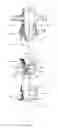 Fig. 04 - Process for assembling fitment on to a container