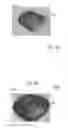 Fig. 10 - Connectivity depended geometry optimization for real-time rendering