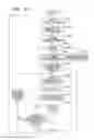Fig. 15 - Automatic focusing apparatus with cyclic pattern determination